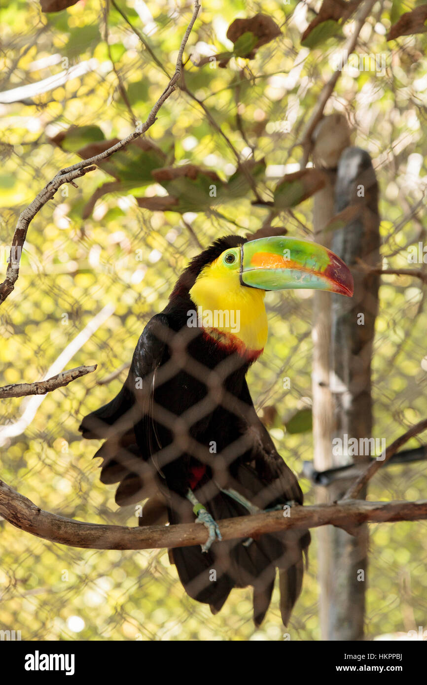 Bec coloré de l'toucan à carène Ramphastos sulfuratus, contient, jaune, rouge, vert, orange et bleu. Banque D'Images