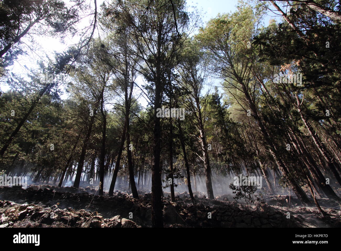 feu de forêt Banque D'Images