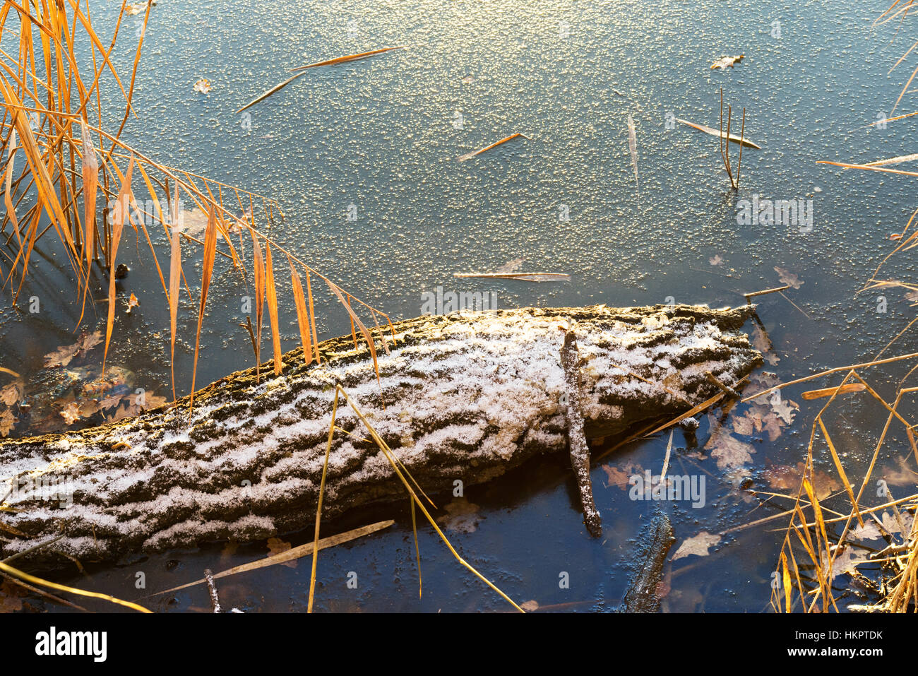 La vie encore l'automne avec de la glace, Reed et Stem. Banque D'Images