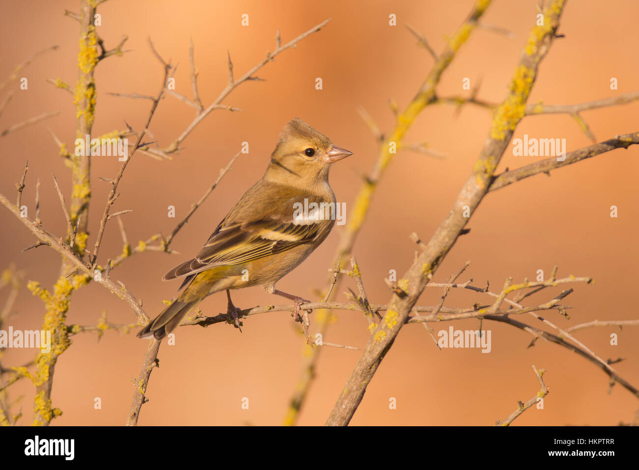 Les femelles (Fringilla coelebs chaffinch) perché sur une branche. Pinsons partielles sont les oiseaux migrateurs qui se nourrit principalement de graines. Ils sont trouvés dans le gard Banque D'Images