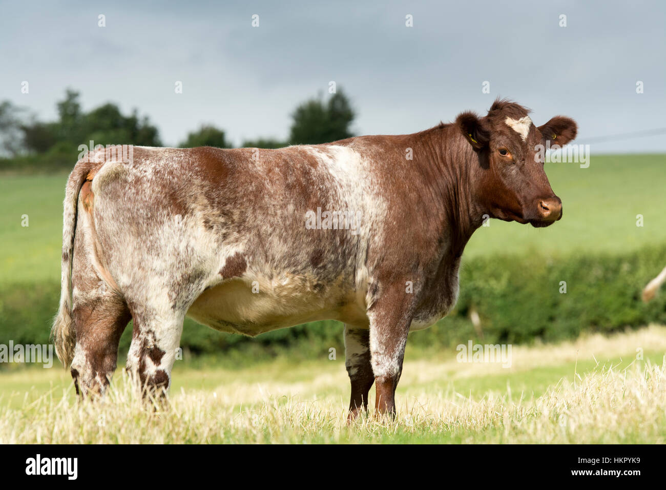 Shorthorn boeuf bétail au pâturage, Worcestershire. Banque D'Images