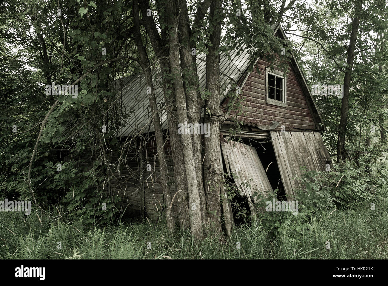 Un vieux bâtiment, depuis longtemps abandonné et envahi par les feuilles et les branches se trouve le long du côté d'une route dans la région de Muskoka Ontario Canada. Pi Banque D'Images