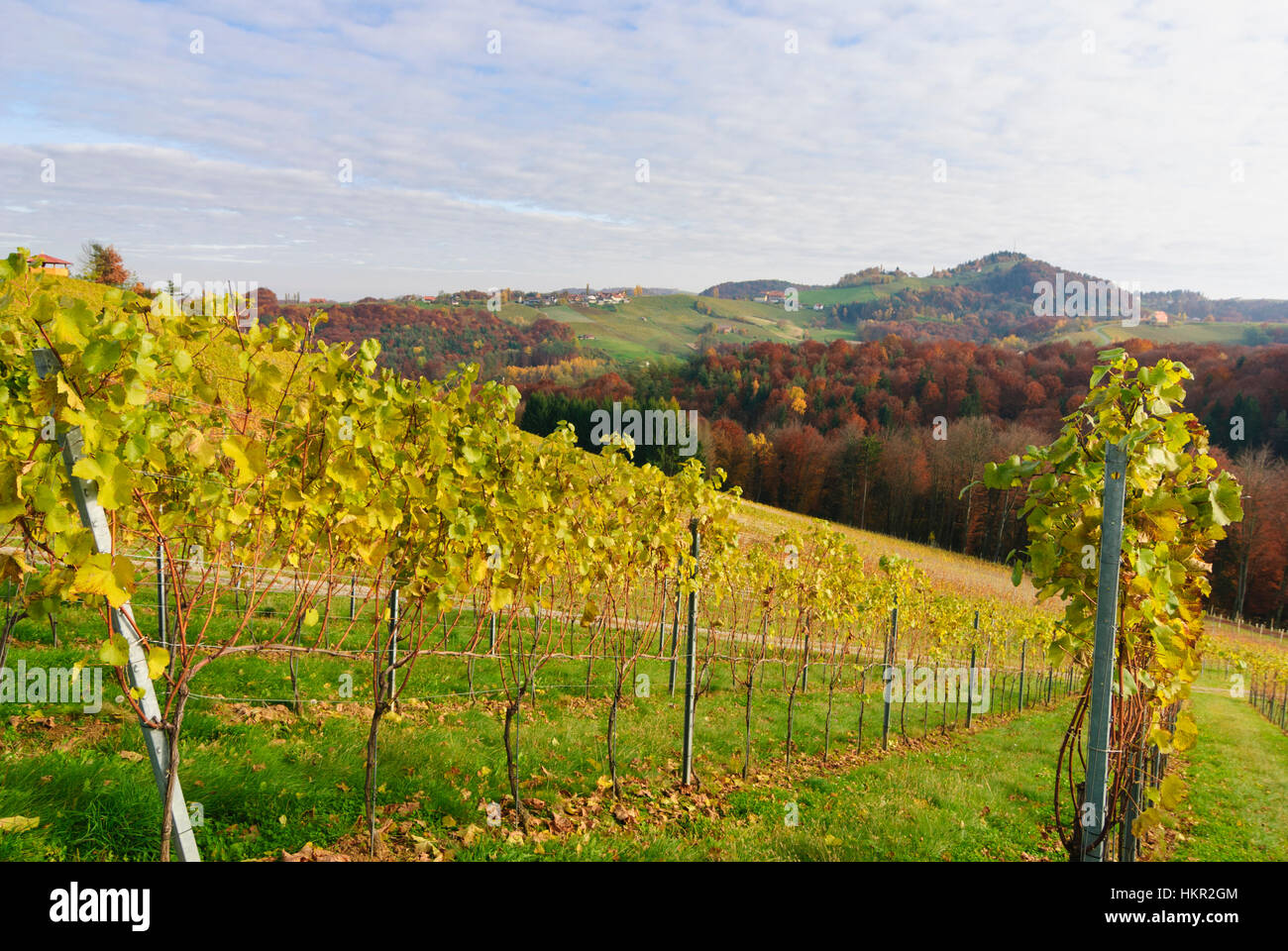 Gamlitz : vignobles - Route des vins du sud de la Styrie,  Südwest-Steiermark, Steiermark, Styrie, Autriche Photo Stock - Alamy