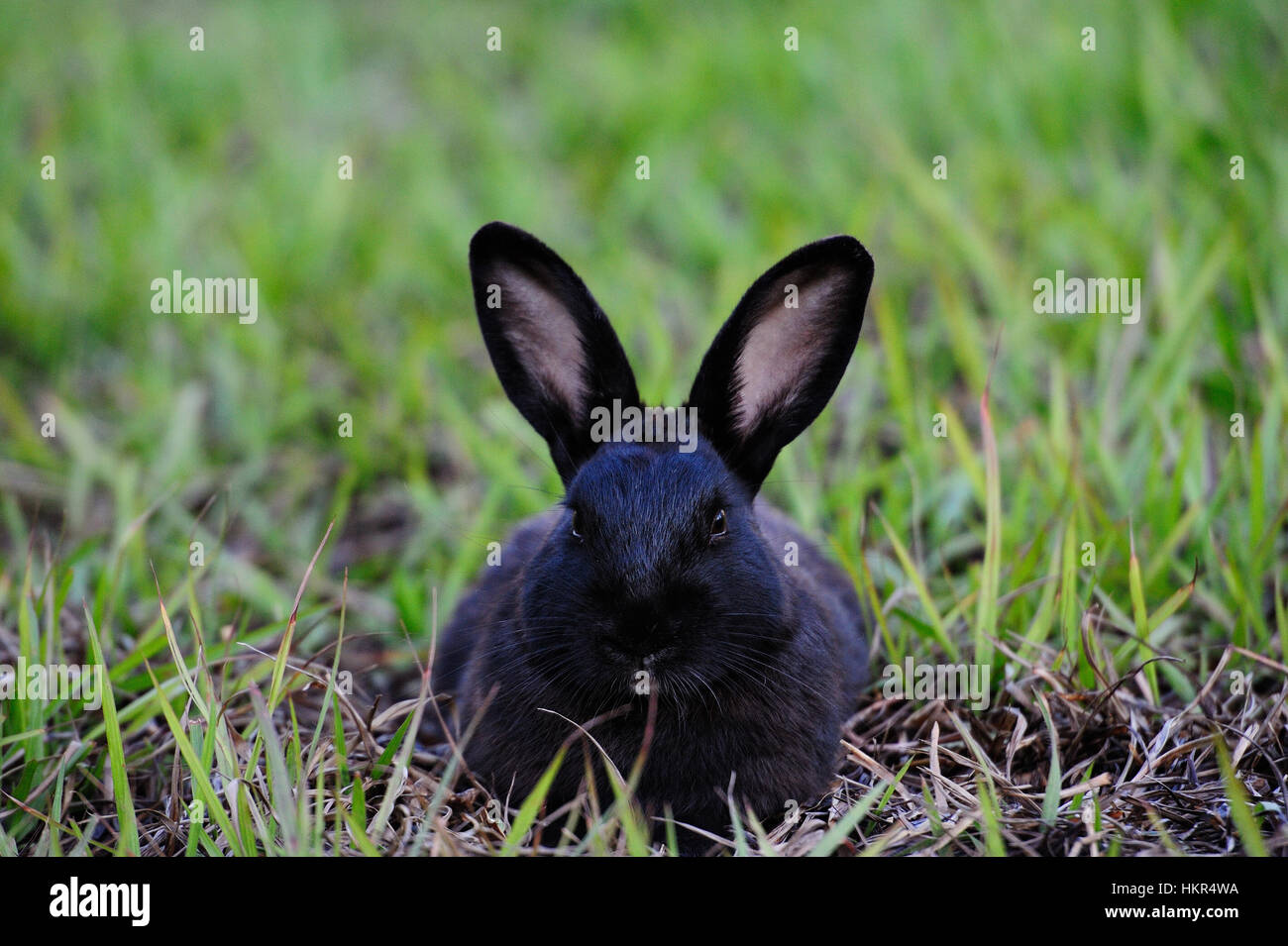 Portrait de lapin noir étendu sur l'herbe pelouse verte Banque D'Images