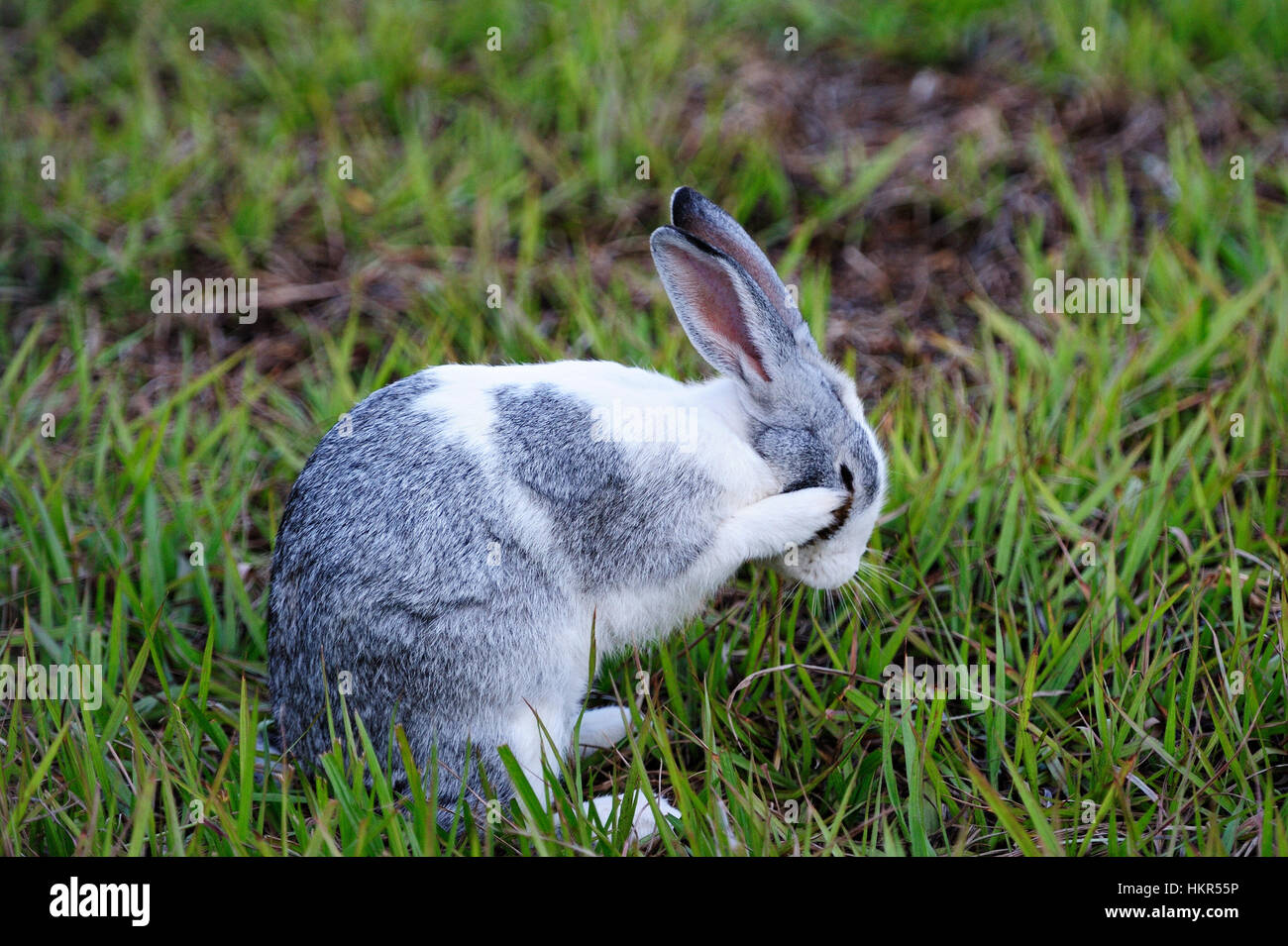 Nettoyer le visage de lapin gris s'asseoir sur le gazon vert Banque D'Images