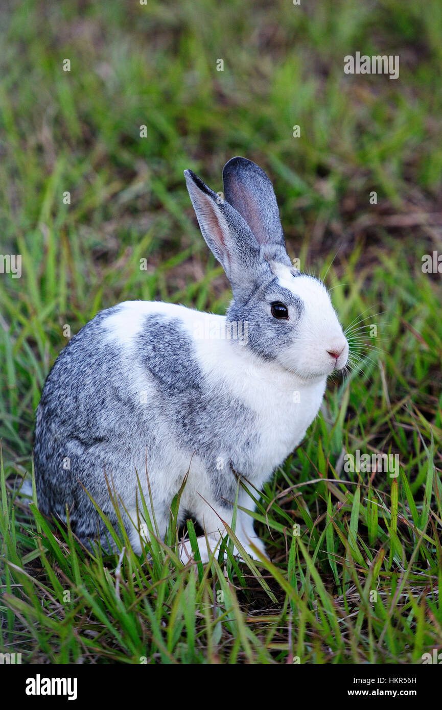 Lapin mignon gris s'asseoir sur le gazon vert Banque D'Images
