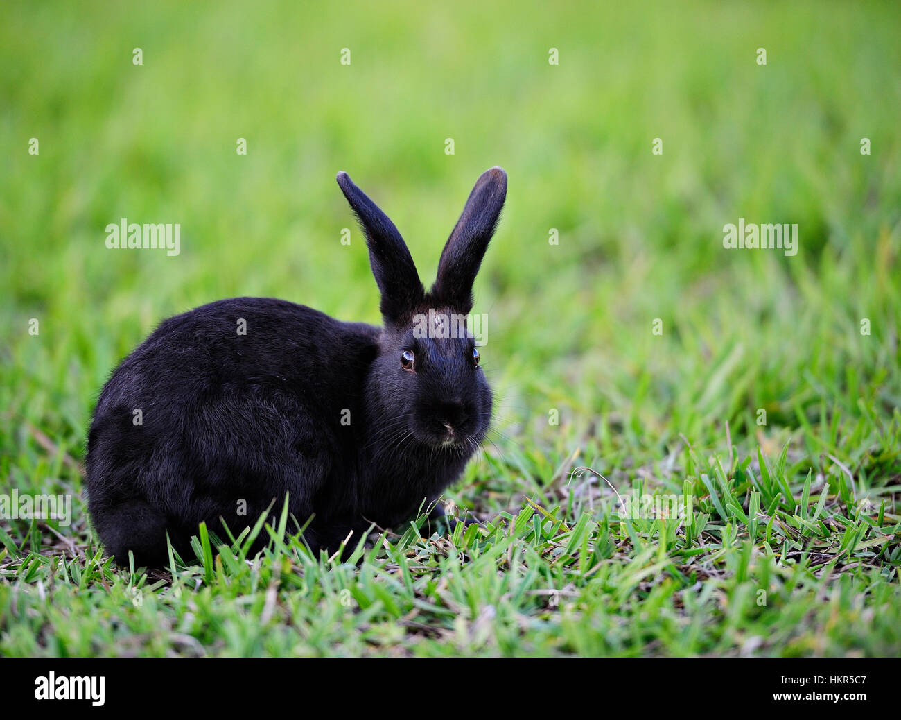Photo de stock Le lapin noir sur l'herbe verte 2357973633
