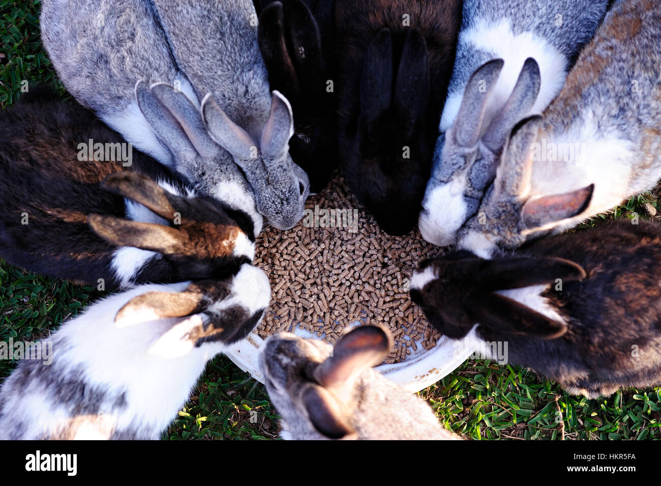 Les lapins de manger des aliments sur l'herbe verte Vue de dessus Banque D'Images