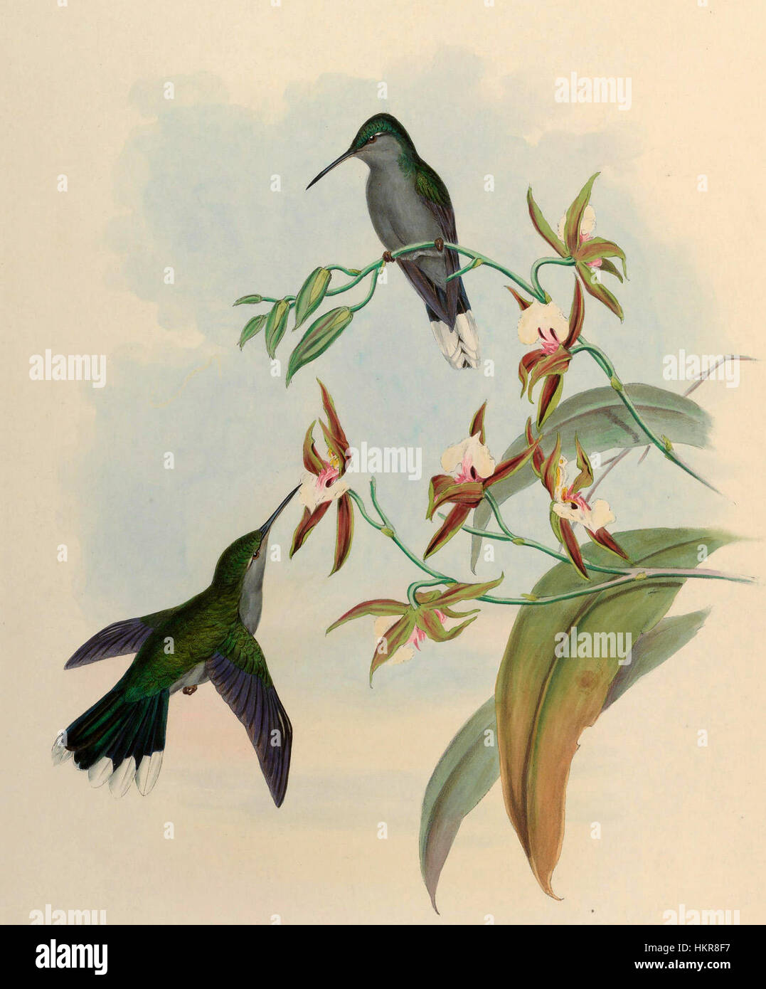 Campylopterus latipennis, également connu sous le nom de colibri à longue queue, est une espèce d'oiseau représentée par John Gould, un ornithologue et artiste anglais. Ses illustrations détaillées capturent la beauté unique de ce colibri, mettant en valeur ses plumes de queue distinctives et son plumage vibrant. Banque D'Images