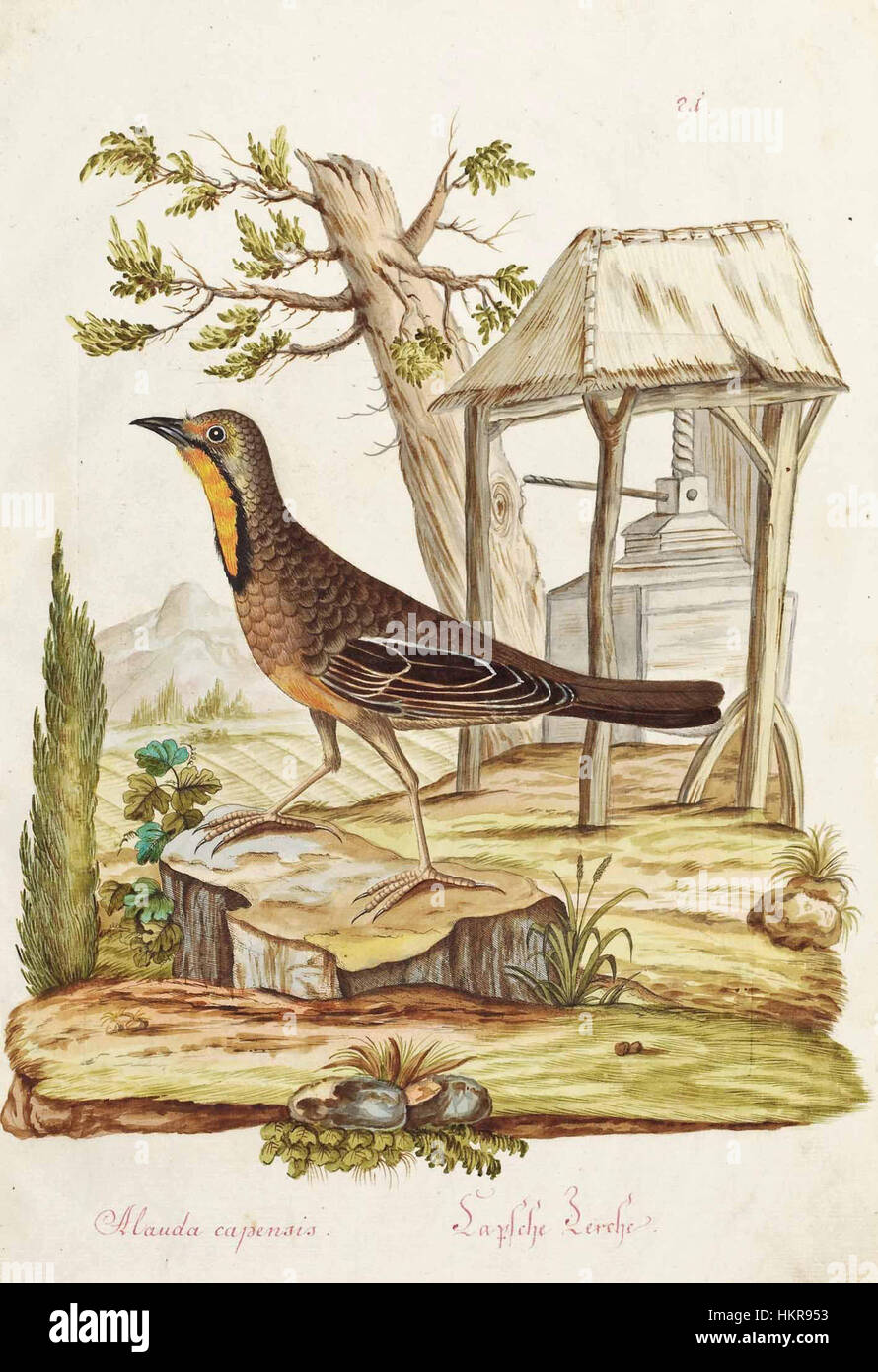 'Capsche Lerche Alauda capensis' est une œuvre d'art représentant l'espèce d'alouette, Alauda capensis. Cet oiseau, originaire d’Afrique australe, est illustré dans les moindres détails, mettant en valeur la maîtrise de l’artiste dans le rendu de sujets naturels. Banque D'Images