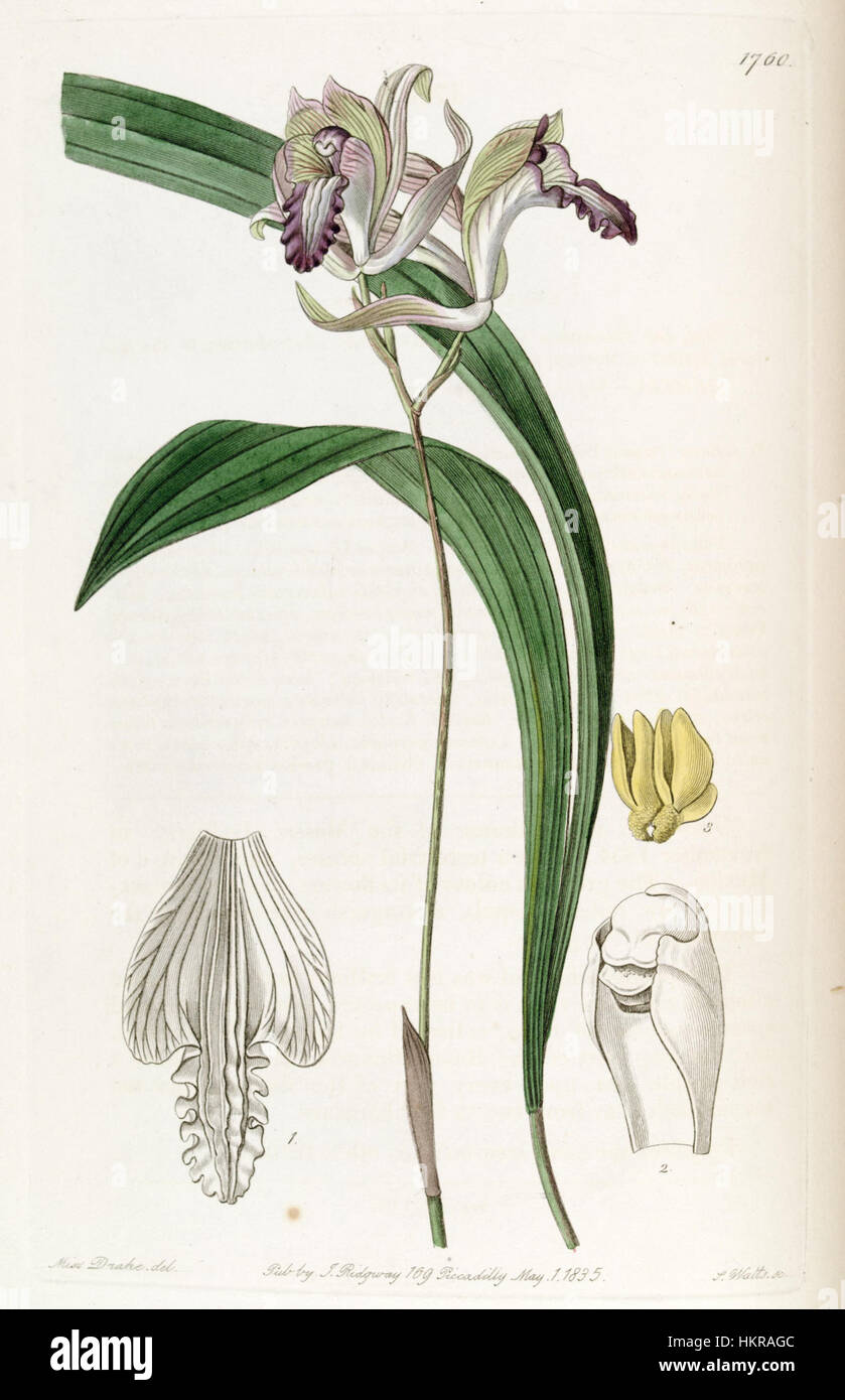 Une illustration botanique de Bletia reflexa de 1836, tirée du Botanical Register d'Edwards, montrant les détails complexes de l'espèce d'orchidée. Banque D'Images