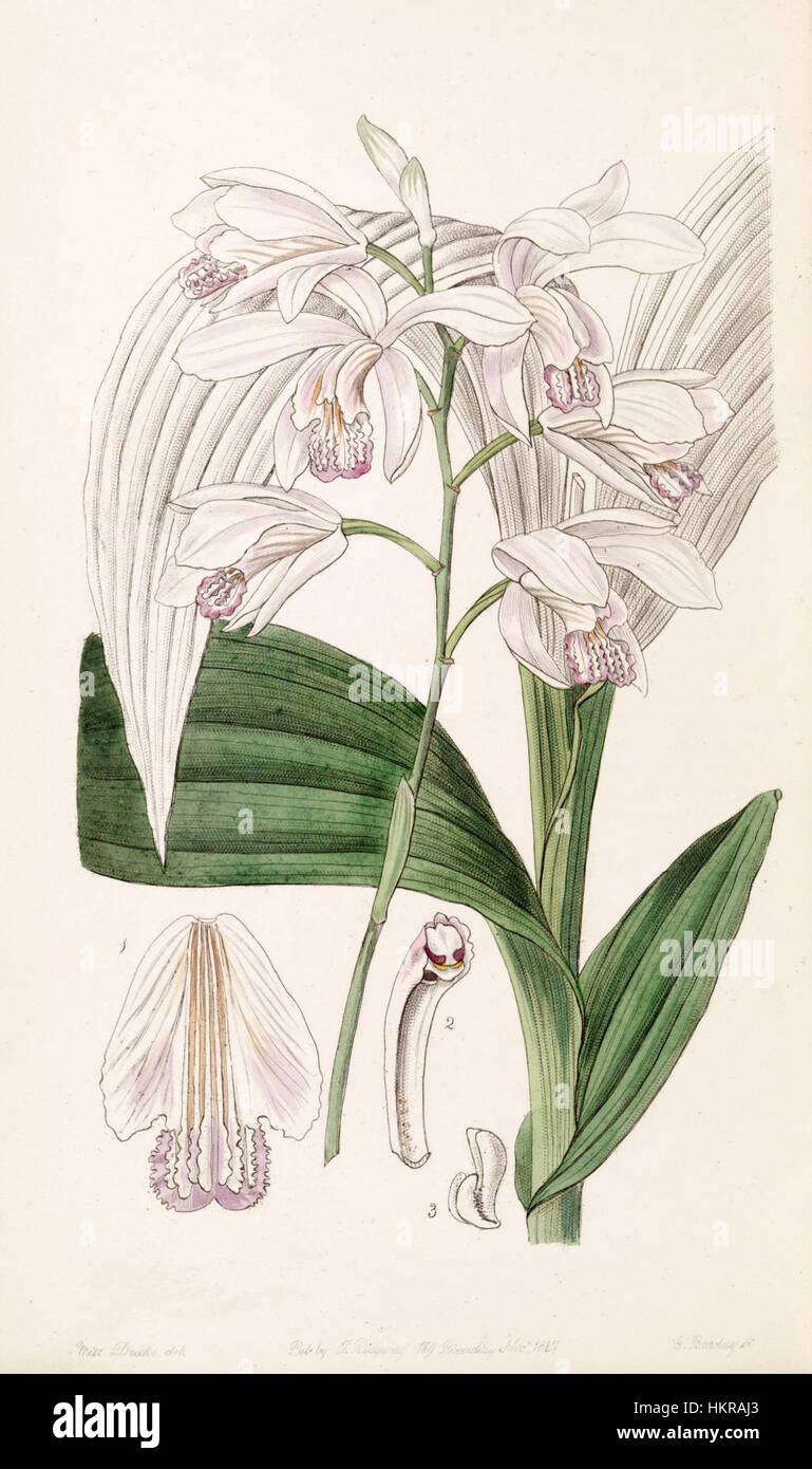 Cette illustration botanique du Botanical Register d’Edwards montre l’orchidée Bletilla striata, une espèce indigène aux fleurs violettes délicates, soulignant son rôle dans l’art botanique et la classification des plantes. Banque D'Images