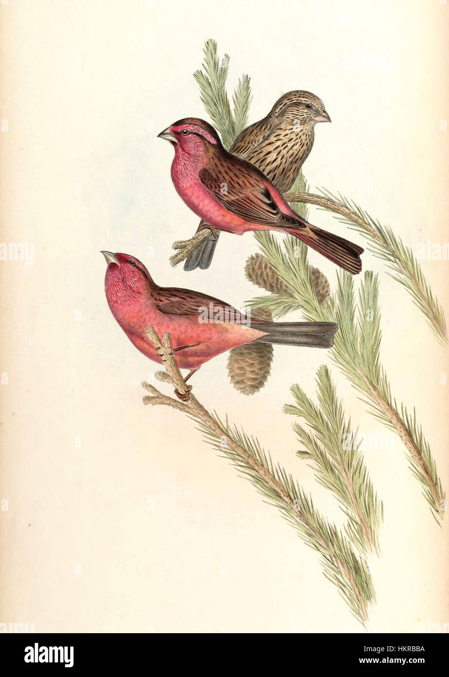 Carpodacus Rhodochlamys Gould est une espèce de finch communément connue pour son plumage distinct. Cet oiseau, illustré par John Gould, présente des teintes rouges et roses vives sur son corps. Connu pour son aspect gracieux, il est originaire de certaines régions d'Asie et fait partie de la famille finch. L'oiseau est remarquable pour sa coloration saisissante et l'illustration scientifique détaillée du XIXe siècle. Banque D'Images