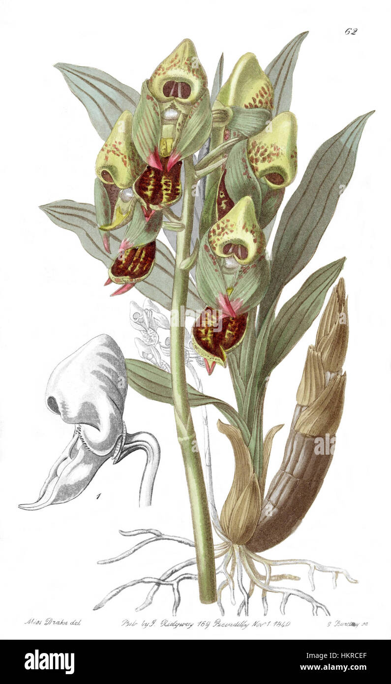 Cette illustration botanique tirée de 'Edwards' Botanical Register' (1840) présente le Catasetum maculatum, une espèce d'orchidée connue pour son aspect unique. L'impression présente les détails complexes de la structure de la fleur, importants pour l'étude botanique et l'identification des plantes. Banque D'Images