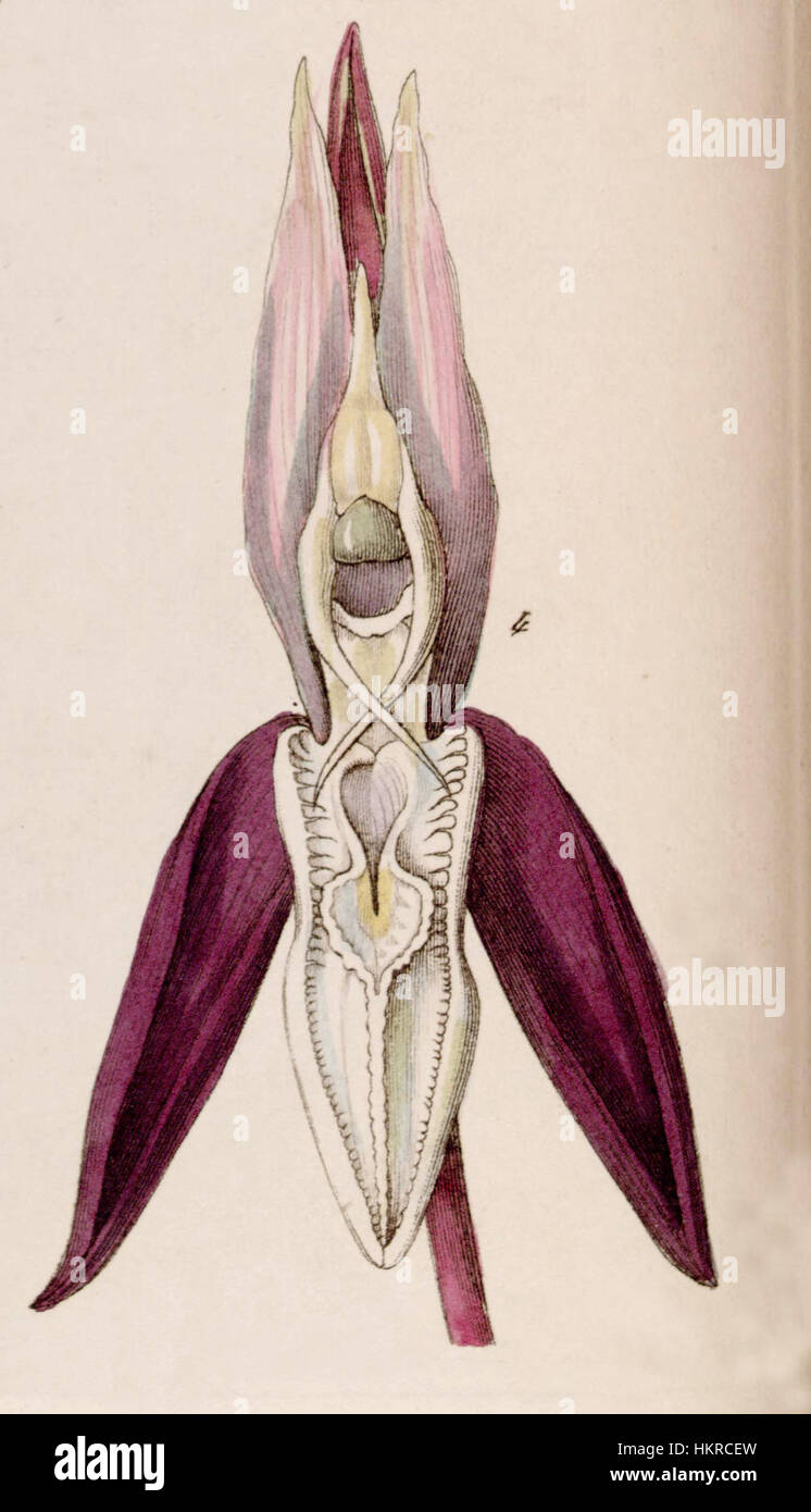 Cette illustration botanique de *Catasetum laminatum* du *Edwards's Botanical Register* (1841) met en évidence les détails complexes de l'orchidée. L'estampe met en valeur les caractéristiques distinctes de l'espèce, reflétant l'art botanique et l'illustration scientifique de l'époque. Banque D'Images