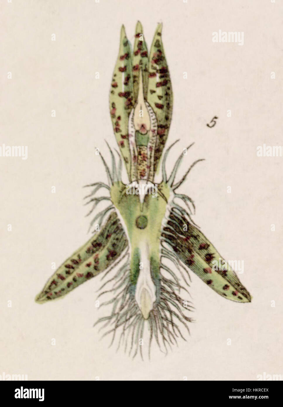 Une illustration de Catasetum lanciferum de la publication botanique d'Edwards (1841), représentant l'orchidée exotique. Cette œuvre d'art vintage illustre l'illustration botanique du début du XIXe siècle. Banque D'Images