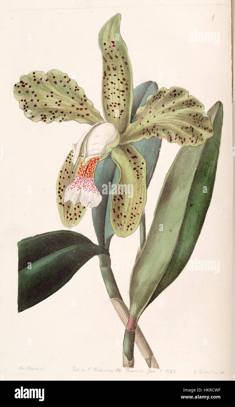 Cette illustration botanique tirée de l'œuvre d'Edwards de 1842 met en valeur le Cattleya granulosa, une espèce d'orchidée. Les détails précis soulignent la beauté et le caractère unique de la fleur, caractéristique des plantes du XIXe siècle Banque D'Images
