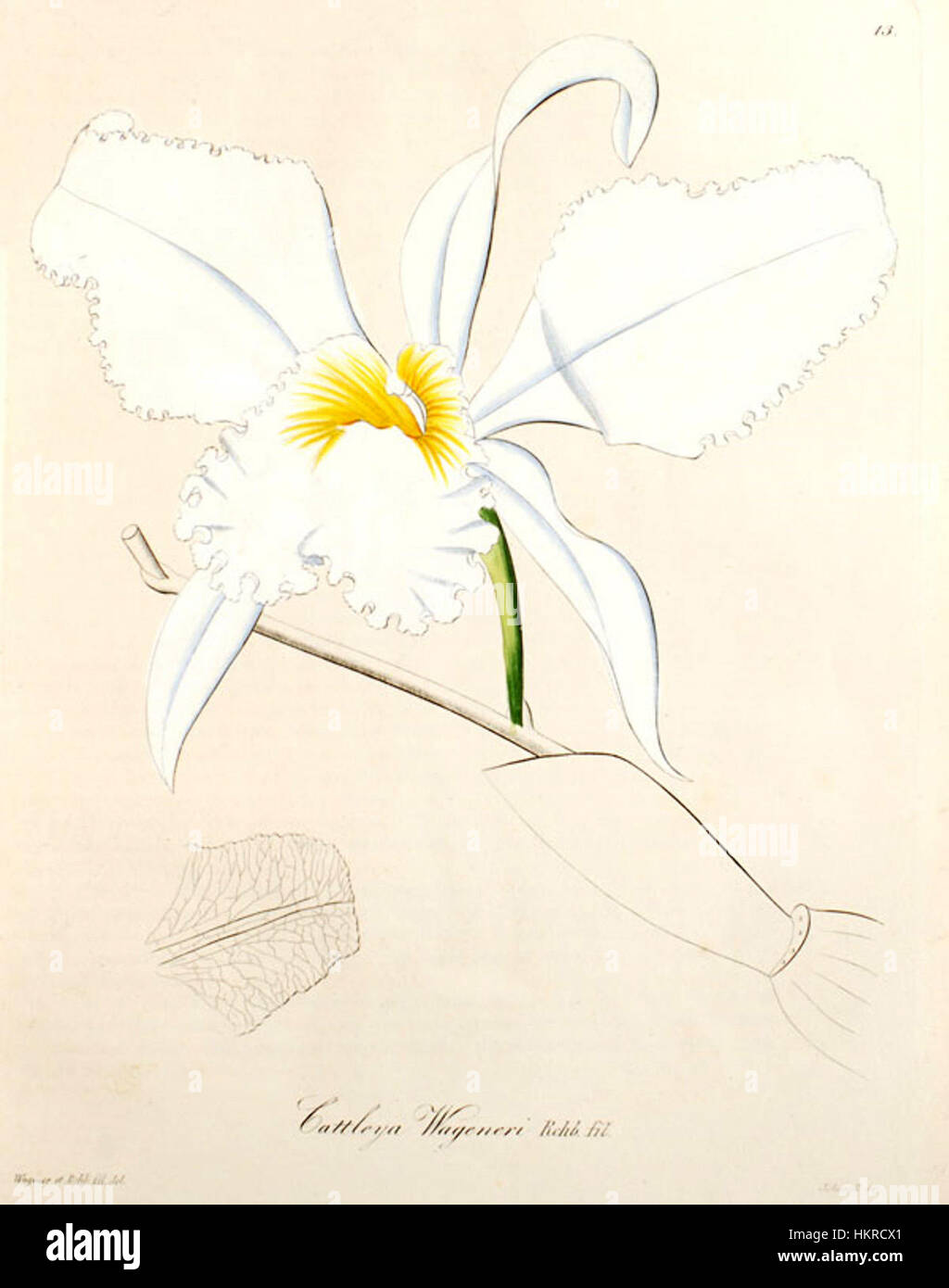 Une illustration botanique de 1858 de Cattleya mossiae, à l'origine connue sous le nom de Cattleya wageneri. Cette œuvre d'art détaillée de la série 'Xenia' capture la beauté des espèces d'orchidées avec une précision botanique fine. Banque D'Images