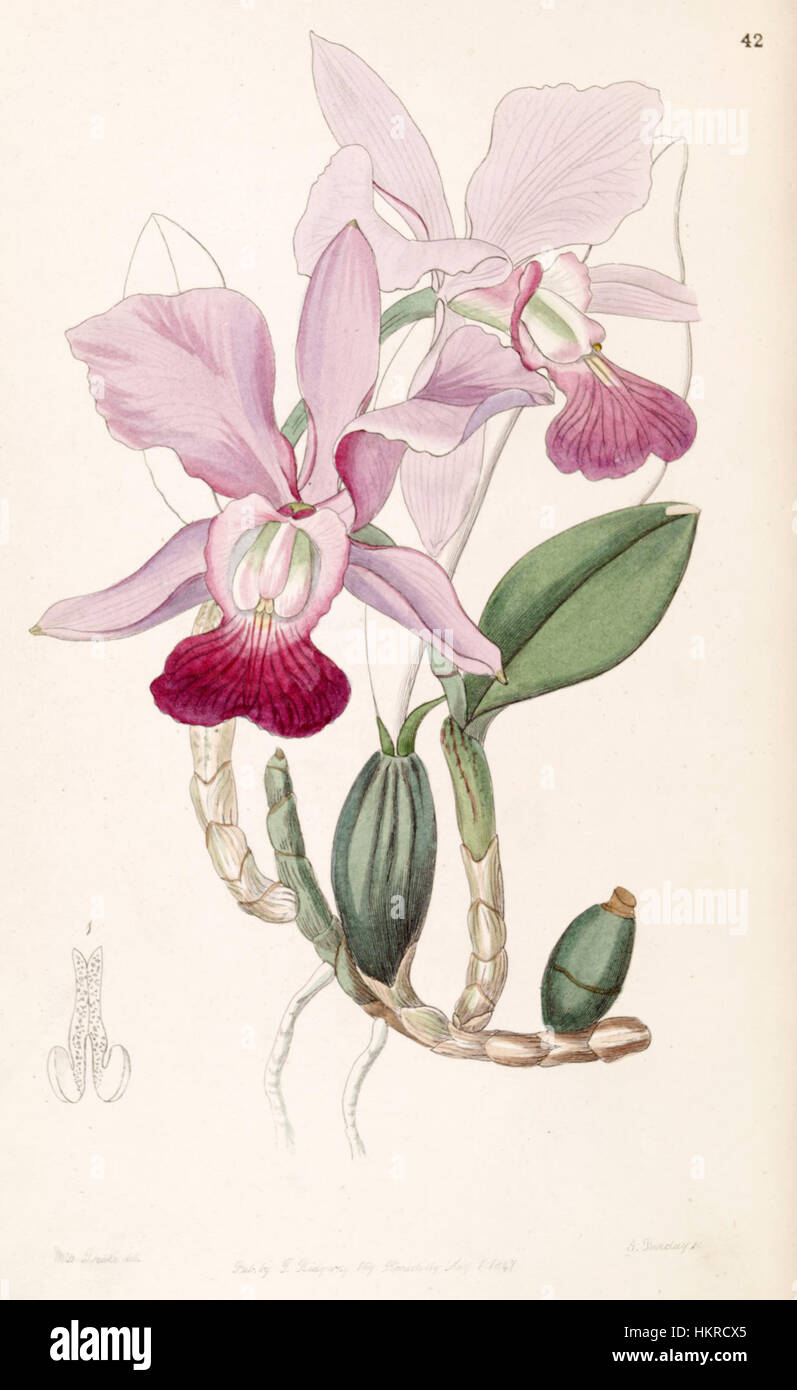 Cette illustration botanique, tirée du 'Edwards's Botanical Register' (1847), représente l'orchidée Cattleya walkeriana, précédemment connue sous le nom de Cattleya bulbosa. Le dessin détaillé met en valeur les caractéristiques distinctives de cette orchidée tropicale. Banque D'Images