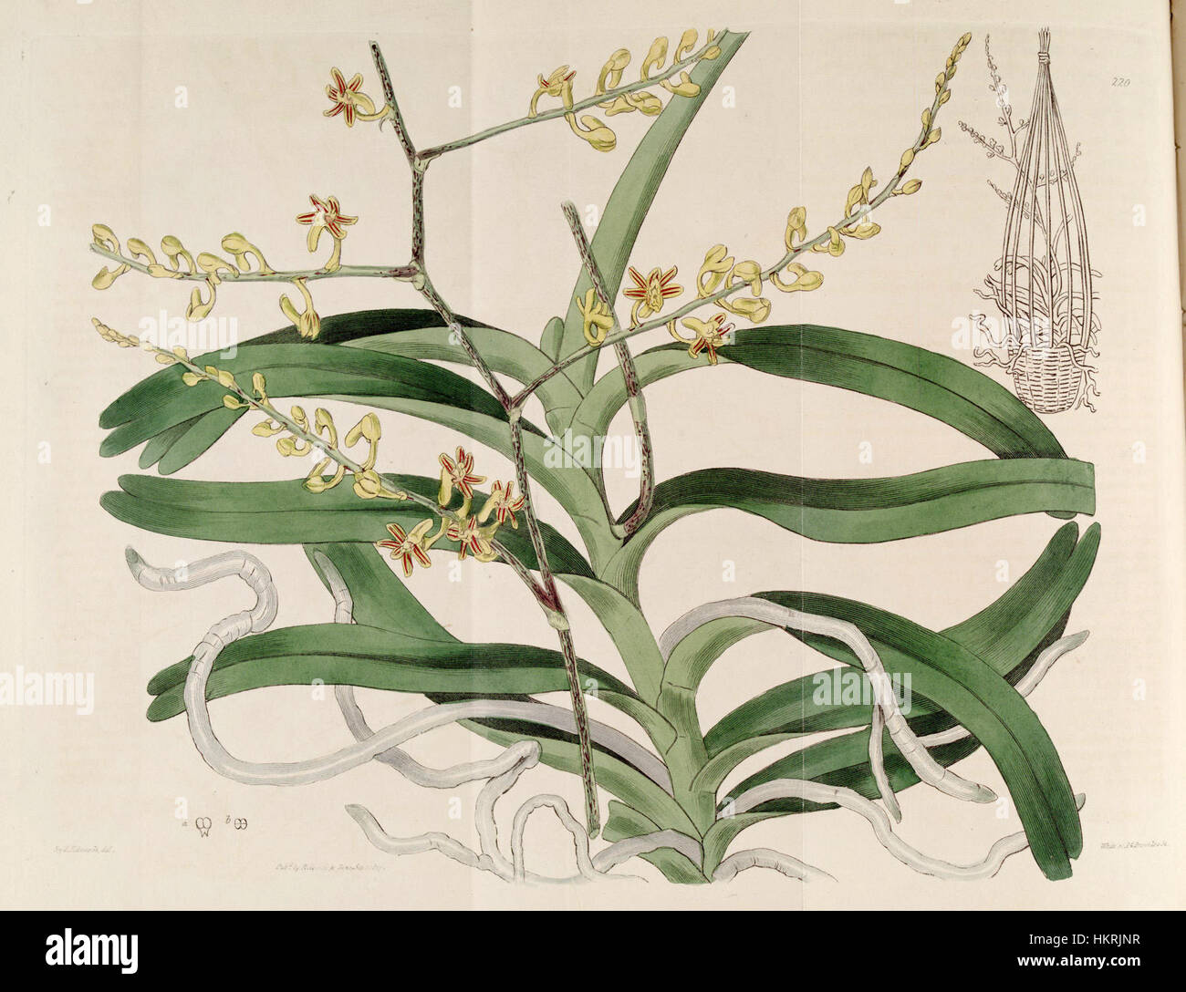 Cette illustration botanique de 1817, classée à l'origine Aerides paniculata, représente Cleisostoma paniculatum, une espèce d'orchidée. Le travail détaillé met en évidence la structure complexe des fleurs et des feuilles de l'orchidée. Banque D'Images