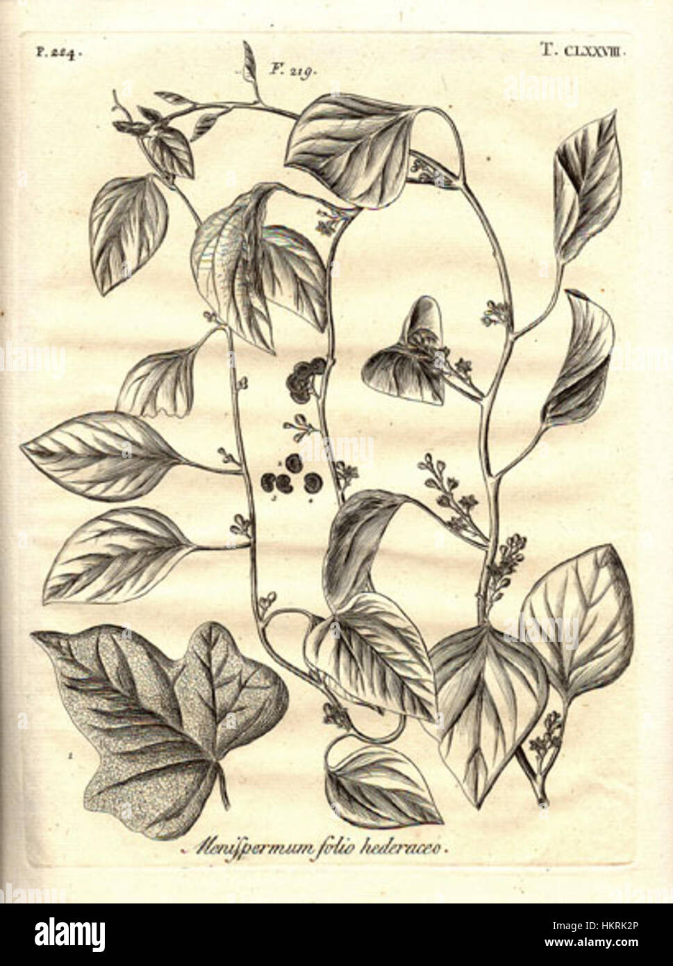 Cette illustration botanique représente Cocculus carolinus, une espèce végétale originaire d'Amérique du Nord. L'œuvre d'art détaillée met en évidence les feuilles distinctives et la structure globale de la plante, offrant une référence visuelle pour les études botaniques. Banque D'Images