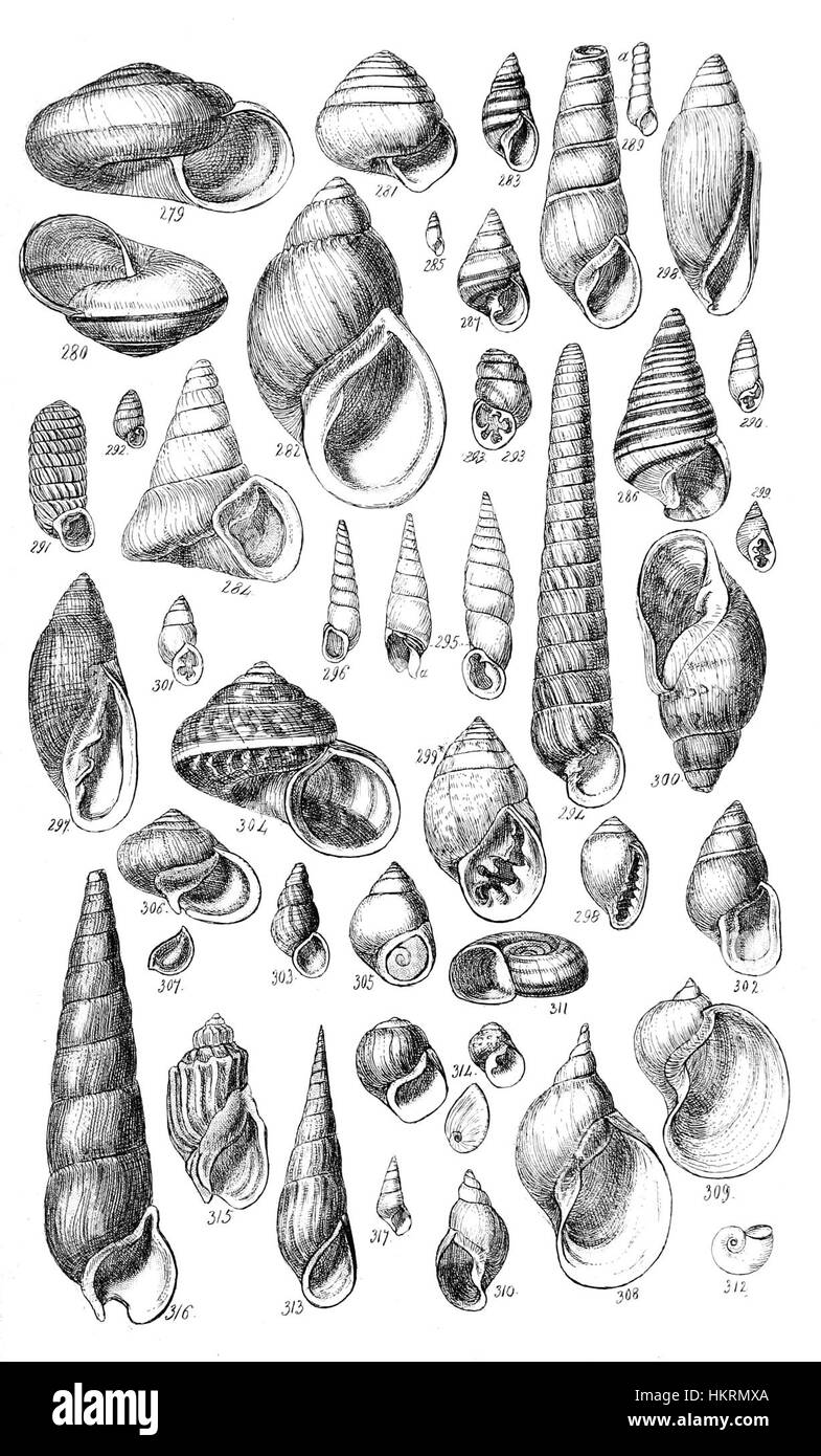 La planche 14 du manuel conchologique présente des illustrations détaillées de divers coquillages. Cette plaque offre un aperçu de l'étude des mollusques, présentant différentes espèces avec précision et clarté, typique des illustrations scientifiques du XIXe siècle. Banque D'Images