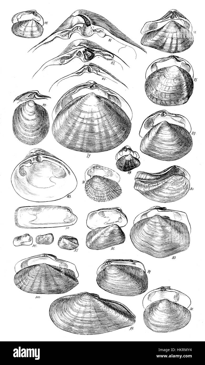La planche 04 du 'Manuel conchologique' présente des illustrations détaillées de diverses espèces de coquilles. Ce manuel, un travail clé en conchologie, offre un aperçu important de l’étude des mollusques et de la vie marine, mettant en valeur la précision et l’approche scientifique de l’artiste en biologie marine. Banque D'Images