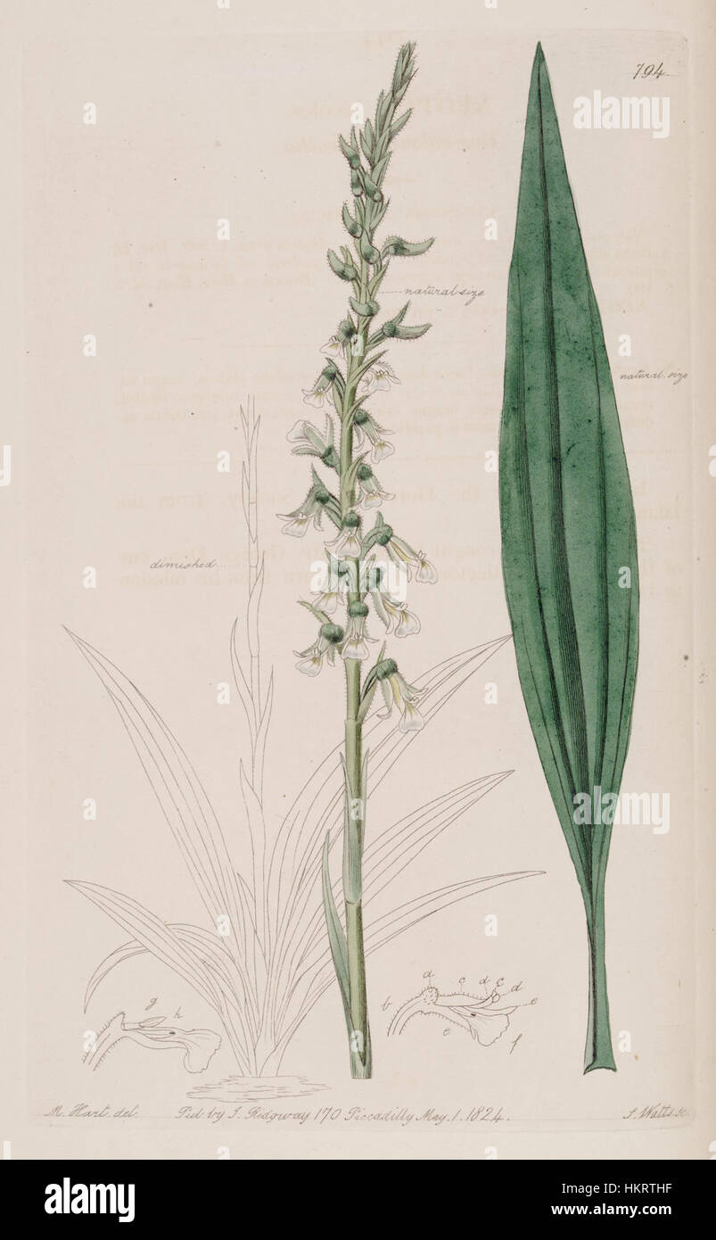 Illustration botanique de Cyclopogon bicolor, précédemment classé Neottia bicolor. L'œuvre, tirée du Registre botanique de 1824, met en évidence les caractéristiques distinctives de cette espèce d'orchidée. Banque D'Images