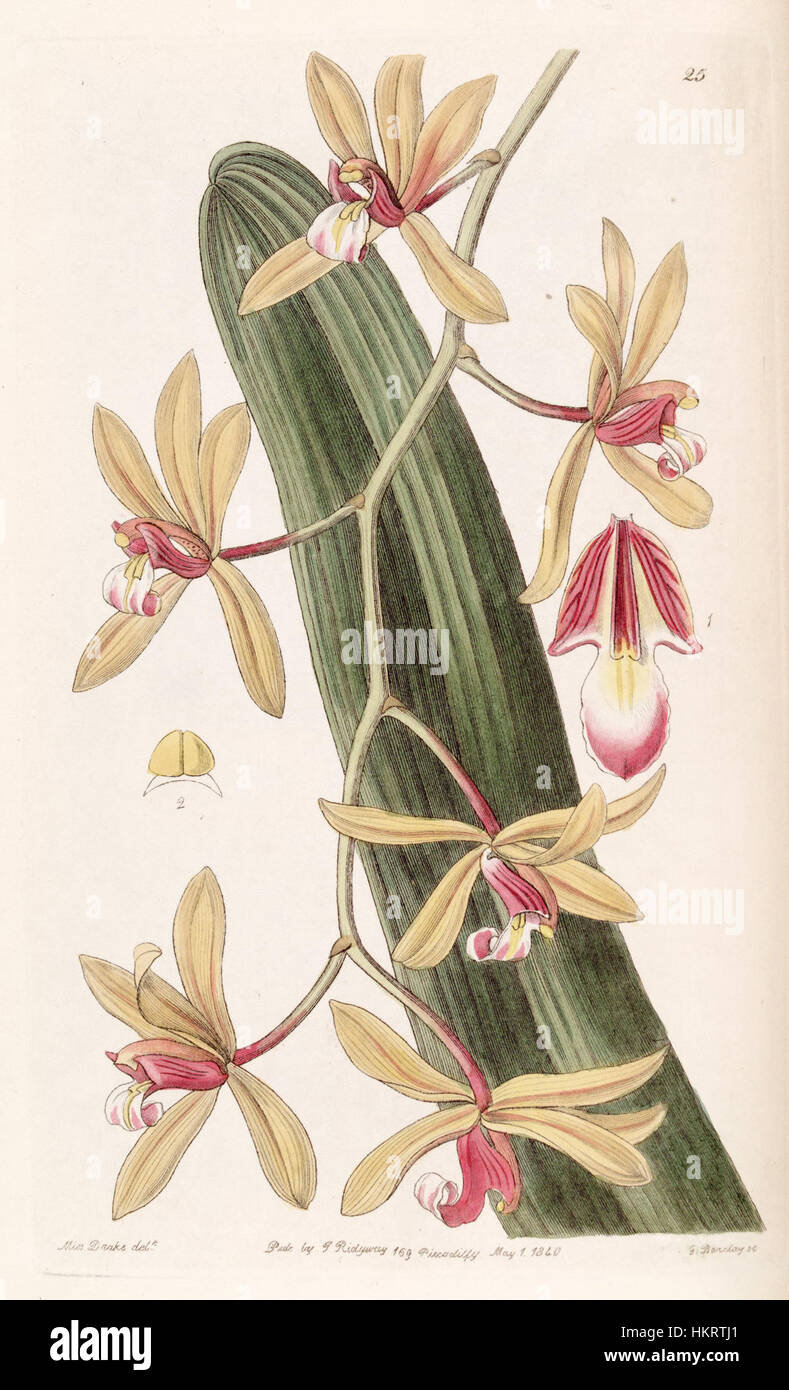 L'illustration botanique de *Cymbidium aloifolium* (comme *Cymbidium pendule*) du Botanical Register d'Edwards (1840) représente cette espèce d'orchidée tropicale, mettant en évidence ses gracieuses gracieuses grappes florales et ses feuilles longues et étroites. Banque D'Images