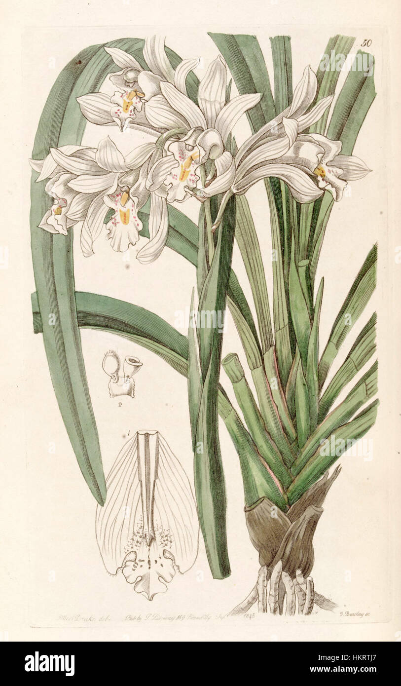 Cette illustration botanique de 1845, intitulée Cymbidium mastersii, capture la beauté délicate des espèces d'orchidées, avec des détails complexes mettant en valeur les caractéristiques florales de la plante. Banque D'Images