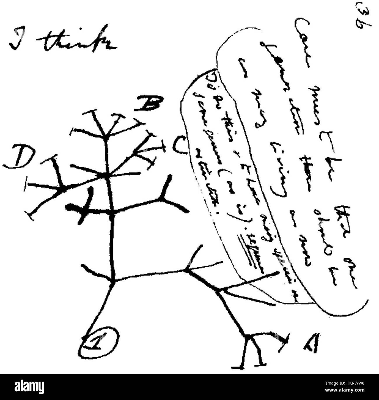Ce diagramme, illustrant la théorie évolutionniste de Charles Darwin, montre la structure ramifiée de l’évolution des espèces, soulignant la divergence graduelle des espèces par rapport aux ancêtres communs. Banque D'Images