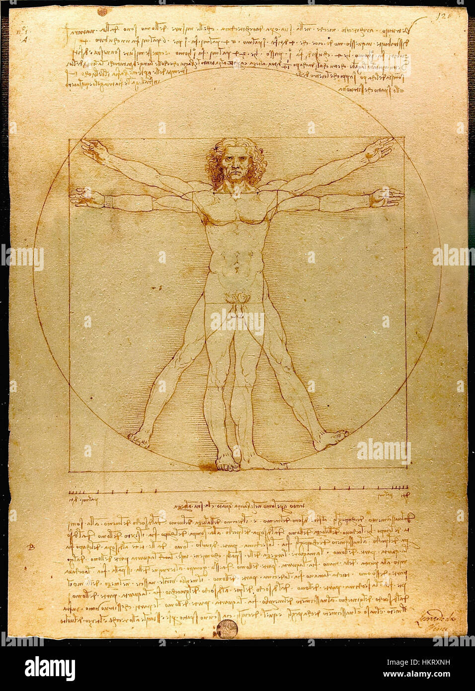 « L’homme vitruvien » de Léonard de Vinci, illustré par Luc Viatour, est une étude célèbre de la proportion et de l’anatomie humaines. Le dessin incarne les idéaux de symétrie, d'équilibre et d'humanisme de la Renaissance. Banque D'Images