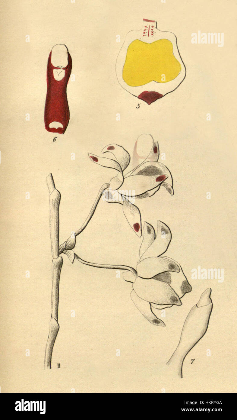 Cette illustration botanique, *Dendrobium gratiosissimum*, est une étude détaillée de *Xenia* (1874). Il fait partie d’une importante collection d’illustrations végétales qui mettent en valeur la beauté et la diversité des orchidées, utilisées comme référence scientifique. Banque D'Images