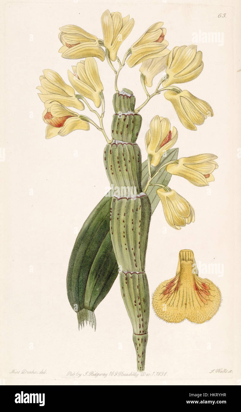 Cette illustration botanique tirée de 'Flora' d'Edwards montre l'espèce d'orchidée Dendrobium sulcatum, soulignant ses caractéristiques distinctives et sa beauté. Banque D'Images