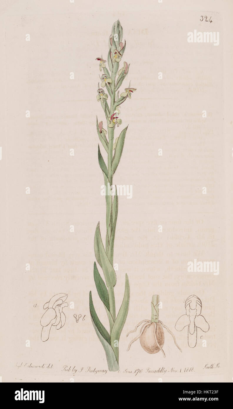 Une illustration de Disa bracteata tirée du Botanical Register, publié en 1818. Cette gravure met en valeur les caractéristiques délicates et détaillées de l'orchidée, mettant en valeur l'art et l'illustration scientifique du début du XIXe siècle. Banque D'Images