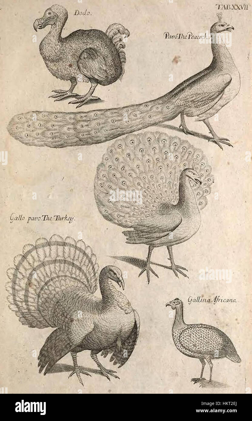 Une illustration tirée de 'Ornithology' de Willughby (1678), mettant en valeur une gamme d'oiseaux exotiques, y compris le dodo, le paon, la dinde et le guineafowl. L'œuvre met en évidence la diversité des espèces aviaires au XVIIe siècle, avec des études anatomiques détaillées de chaque oiseau. Banque D'Images