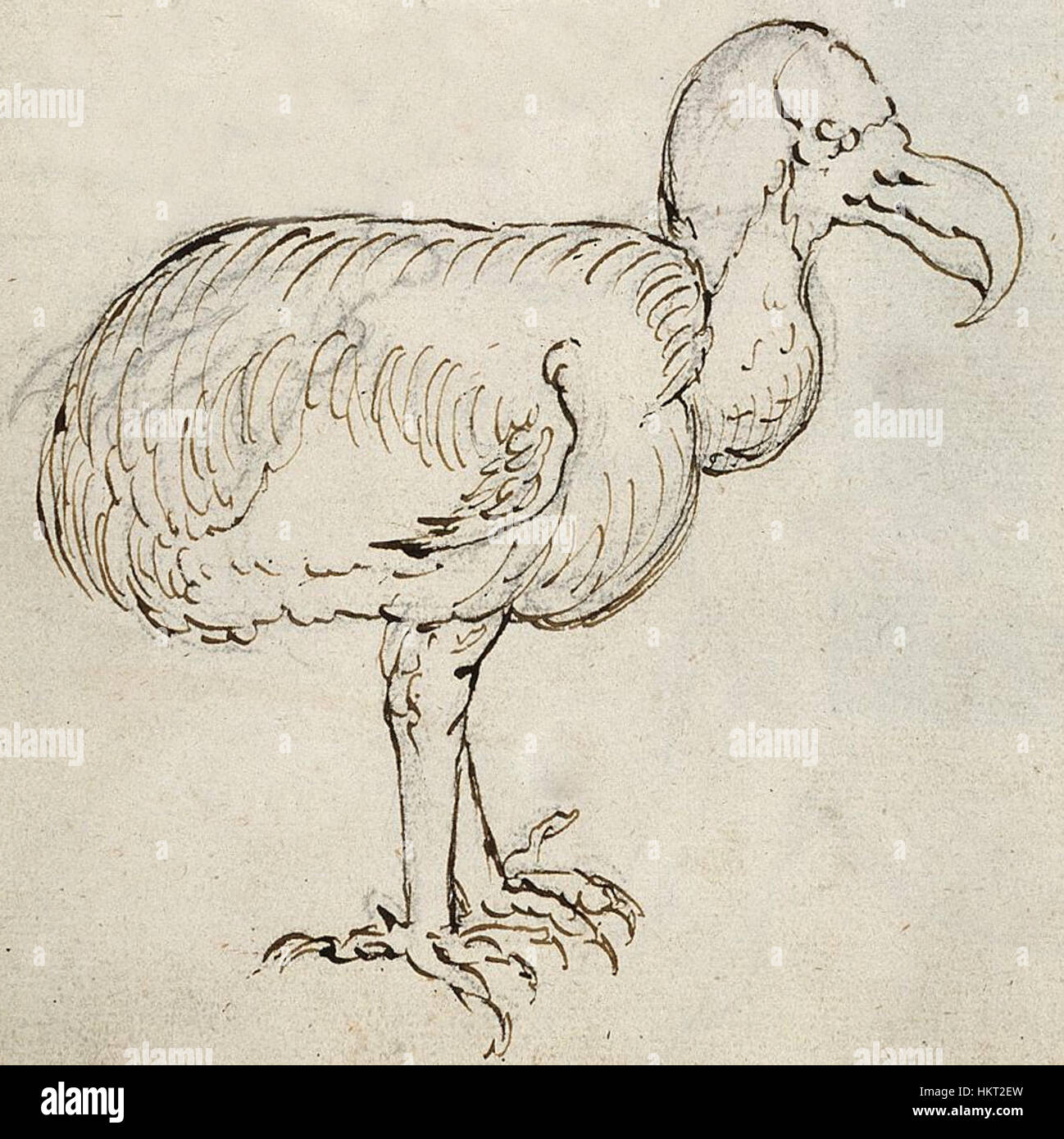 Une illustration intitulée *Dodo - 2* tirée du *Journal of the Guelderland*, datée de 1601. L'œuvre représente l'oiseau dodo éteint, basé sur les archives historiques des premières explorations européennes. Banque D'Images