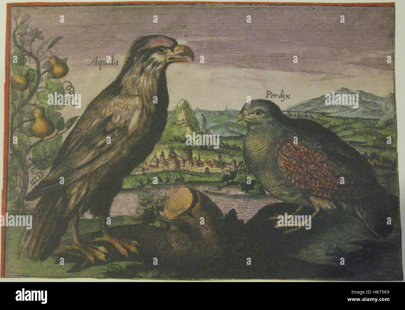 Cette peinture intitulée *Aigle et perdrix* de la collection Iconotheca Valvasoriana représente les figures contrastées d’un aigle royal et d’une humble perdrix, symbolisant les thèmes du pouvoir et de l’humilité dans la nature. Banque D'Images
