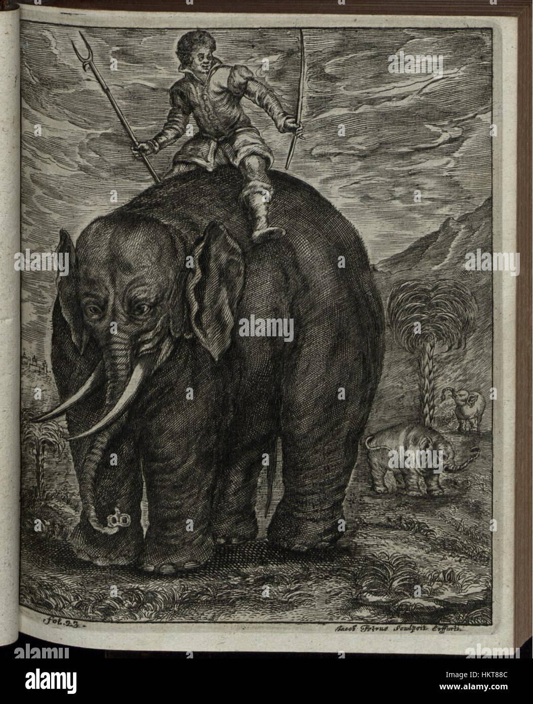 Cette gravure de la série Elephantographia Curiosa présente une illustration détaillée d’un éléphant, mettant en valeur la grandeur et l’attrait exotique de la créature au XVIIe siècle, lorsque l’intérêt pour le monde naturel grandissait. Banque D'Images