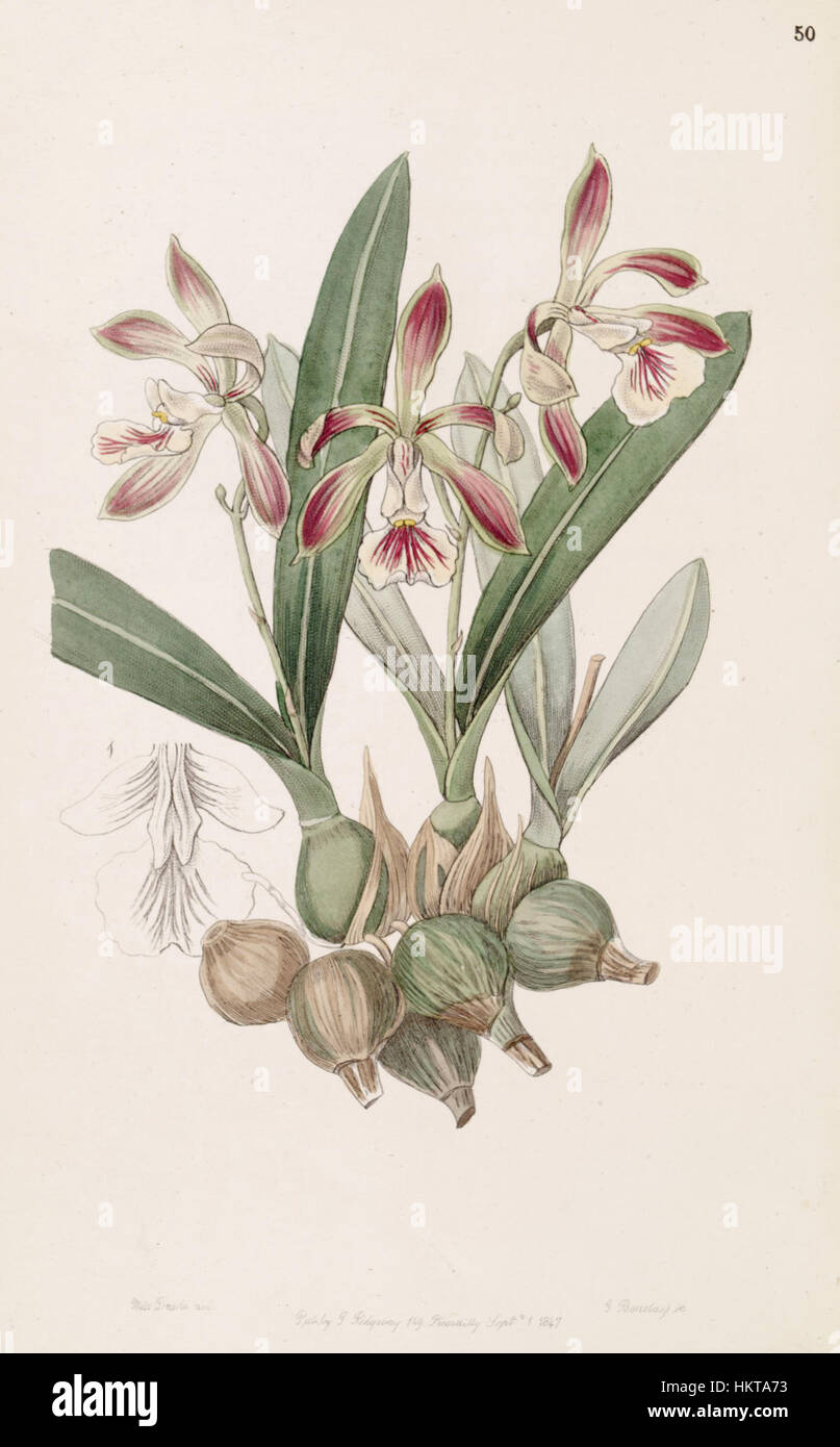 L'oeuvre de la série *Botany* d'Edwards illustre *Encyclia pyriformis*, une espèce d'orchidée précédemment classée *Epidendrum pyriforme*. Le dessin botanique détaillé est tiré du volume 33 de 1847 du *Edwards’s Botanical Register* et met en valeur les caractéristiques uniques de cette fleur. Banque D'Images