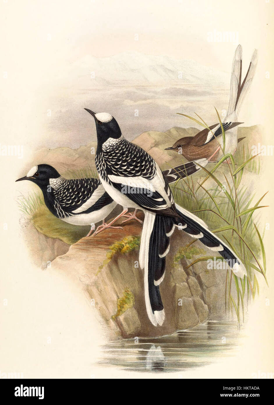 Une illustration détaillée d'Enicurus maculatus, communément appelé queue de fourche tachetée. L'oiseau est représenté dans son habitat naturel, mettant en valeur son plumage distinctif et sa queue caractéristique. L’œuvre met en évidence les caractéristiques uniques de l’oiseau, aidant à l’étude des espèces aviaires. Banque D'Images