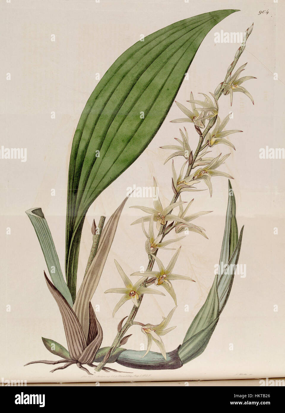 Cette illustration botanique de 1825 représente *Eria javanica*, également connue sous le nom *Eria stellata*, une espèce d'orchidée originaire d'Asie du Sud-est. Le dessin montre les caractéristiques détaillées de la plante et sa classification dans les premières études botaniques. Banque D'Images