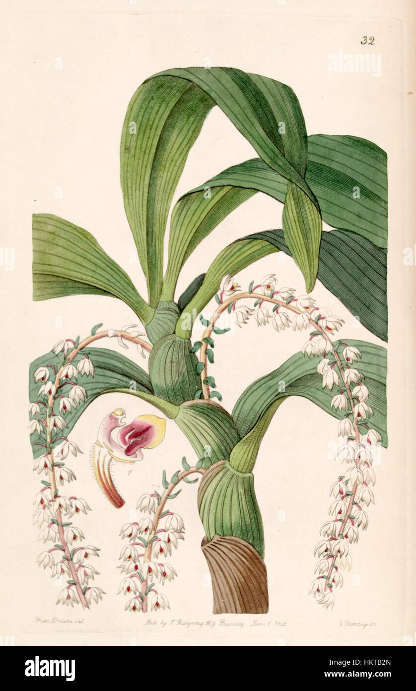 ERIA polyura est une espèce d'orchidée représentée dans une illustration botanique de 1842, plus précisément dans le volume Botanique 28 d'Edwards. La gravure détaillée capture la structure délicate des fleurs de l’orchidée, contribuant à la compréhension scientifique des espèces végétales au XIXe siècle. Banque D'Images