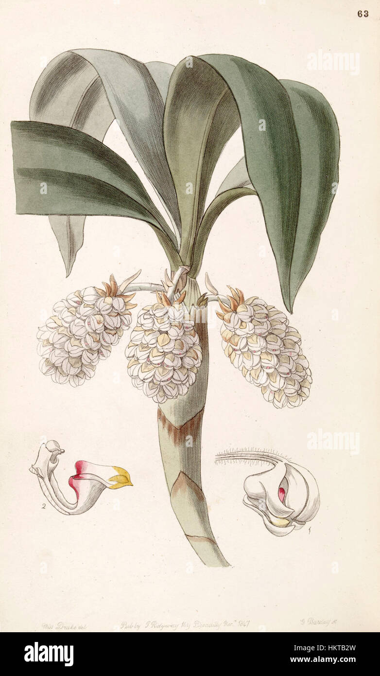 Cette illustration botanique tirée du vol. 33 (1847) d'Edwards présente l'espèce d'orchidée Eria spicata, précédemment classée Eria convallarioides. Le dessin détaillé met en évidence la structure délicate de la plante et est un bel exemple de botanique historique Banque D'Images