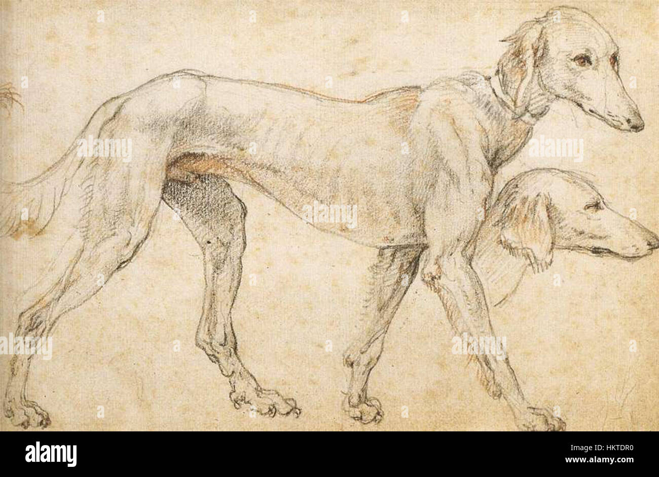 Les études d'un lévrier de Federico Zuccaro se concentrent sur la forme gracieuse et l'anatomie du lévrier. Ce travail saisit l’expertise de l’artiste en études animales, mettant en valeur l’intérêt de Zuccaro pour le mouvement et le détail. Banque D'Images