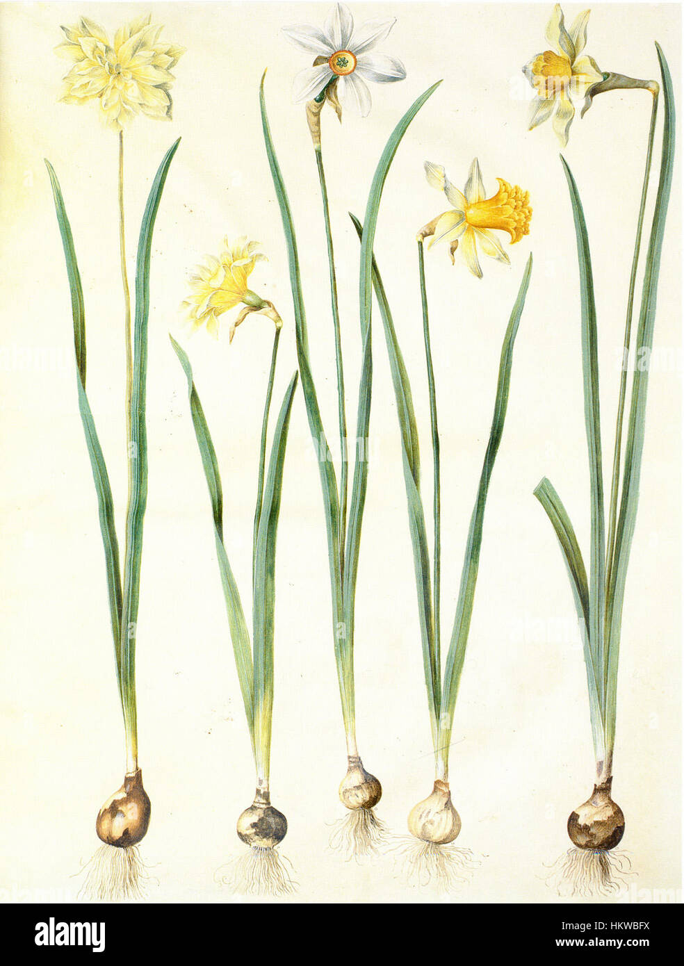 Illustration botanique de Narcissus pseudonarcissus (jonquille sauvage) et Narcissus poeticus (jonquille du poète), représentant leur structure florale et leurs traits distinctifs. Banque D'Images