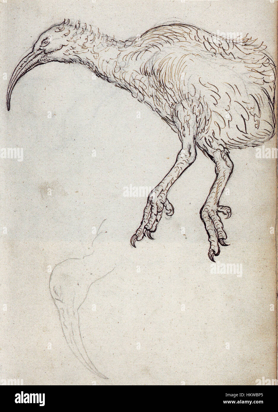 Cette œuvre représente la bonasie Aphanapteryx, aujourd'hui disparue, également connue sous le nom de solitaire Rodrigues, un oiseau sans vol de l'île de Rodrigues. La peinture capture l'oiseau dans son habitat naturel, mettant en valeur ses caractéristiques physiques et fournissant un aperçu historique de la faune de l'île entre 1601 et 1603, une période d'exploration européenne. Banque D'Images