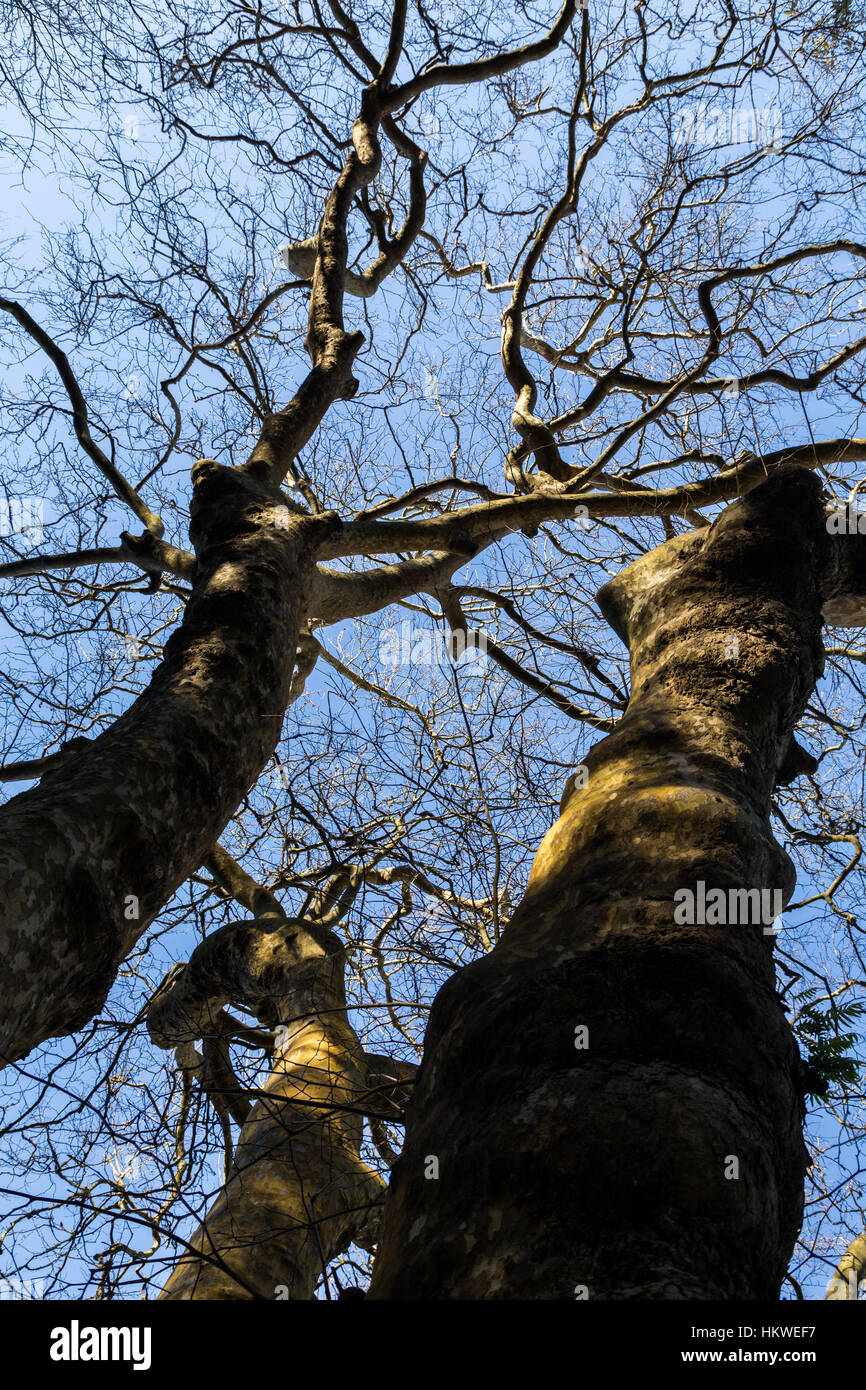 Vue vers le haut sur les arbres sans feuilles et les cieux Banque D'Images