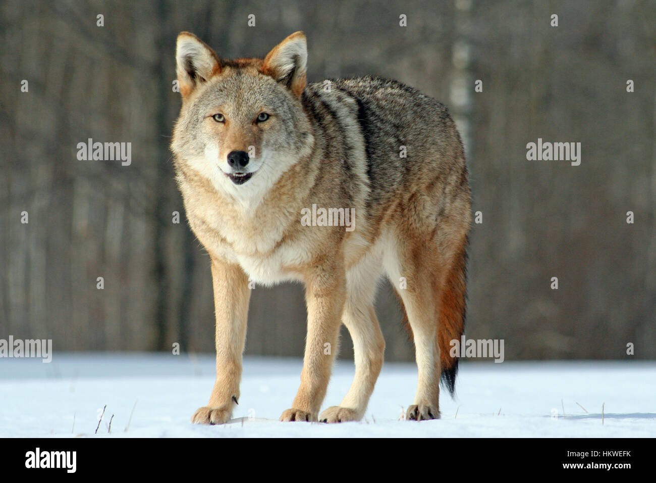 Belle coyote debout dans un champ couvert de neige Banque D'Images