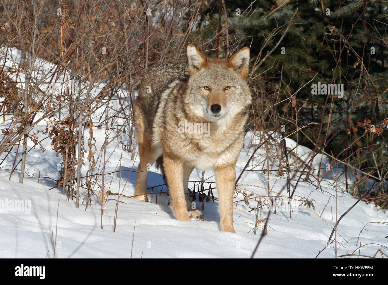 Belle coyote debout dans un champ couvert de neige Banque D'Images